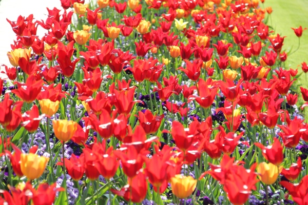 Landesgartenschau   041.jpg